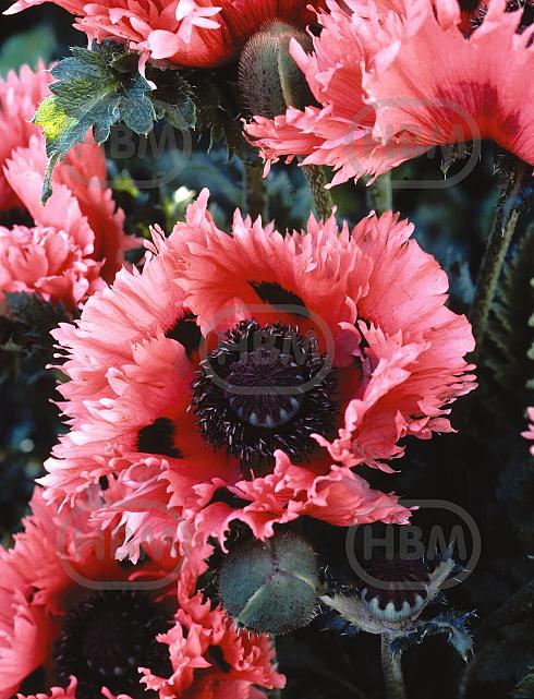 Ruffles Pink Ruffles
