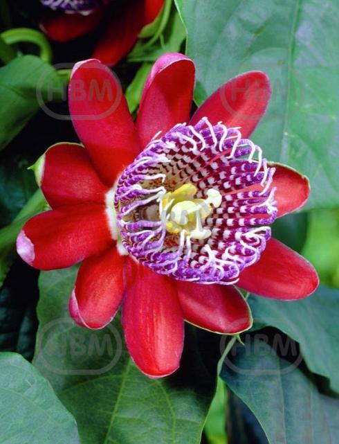 Alata Red