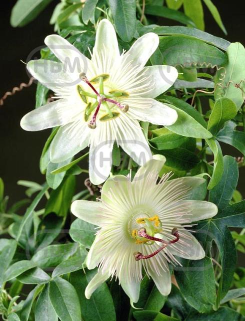 Hybrid White