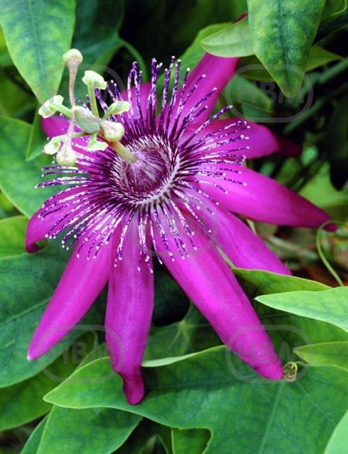 Hybrid Purple