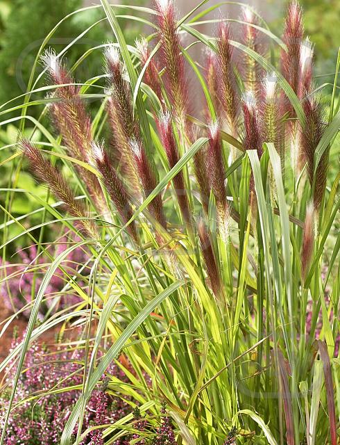 alopecuroides Red Head