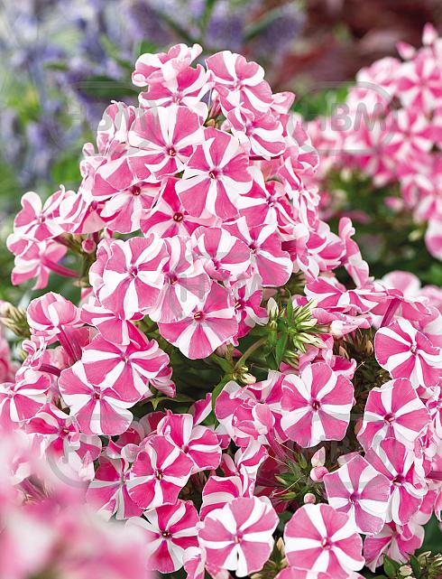 Paniculata Pink Windmill
