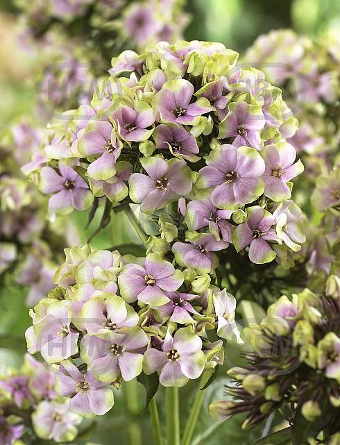 Paniculata Starburst