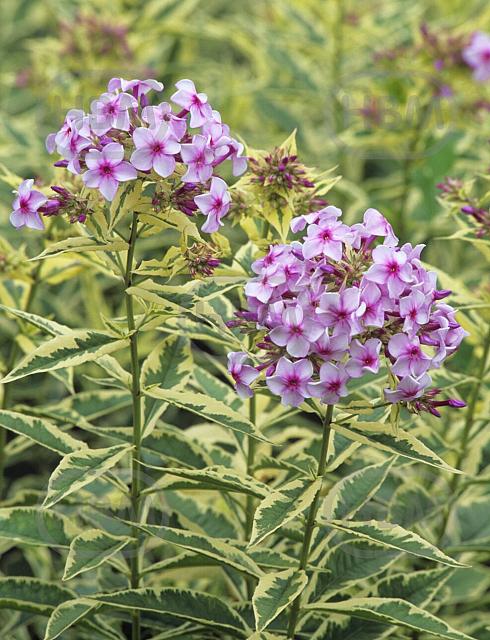 Maculata Nora Leigh