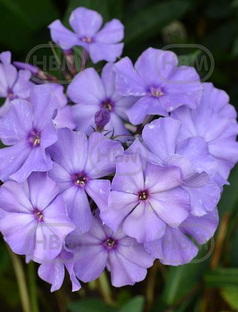 Paniculata Light Blue