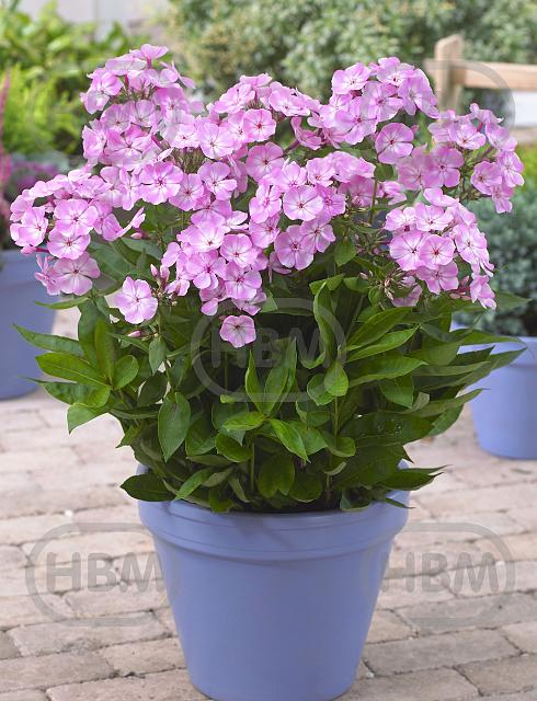Paniculata Sweet Dreams