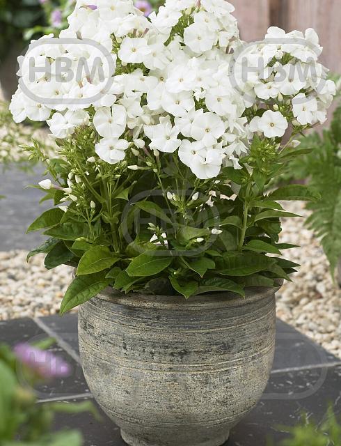 Paniculata Pina Colada