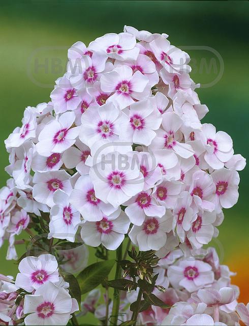 Paniculata Europa