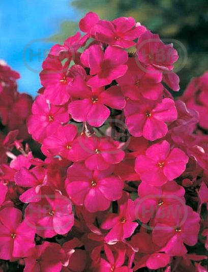 Paniculata Tenor