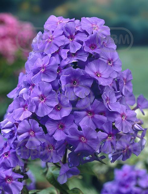 Paniculata Blue