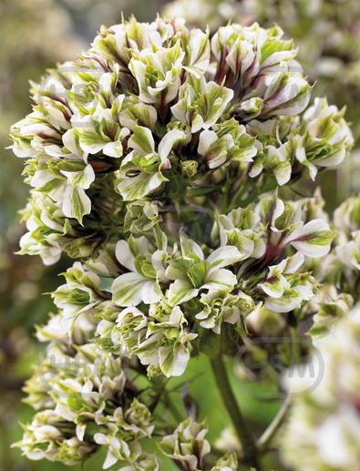 Paniculata Pure Feelings