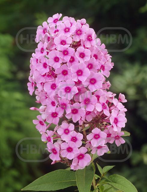 Paniculata Miss Pepper