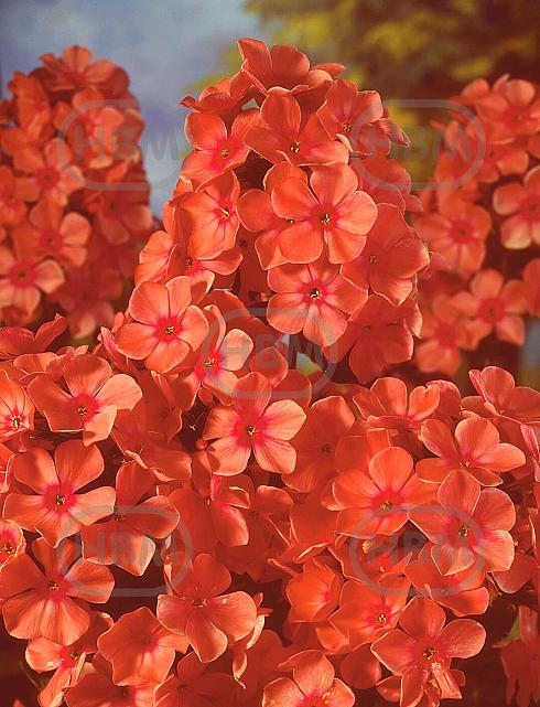 Paniculata Orange
