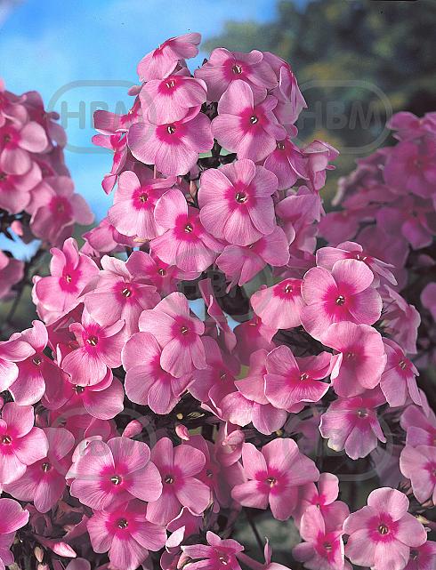 Paniculata Pink