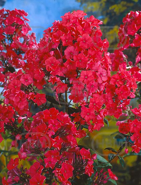 Paniculata Red