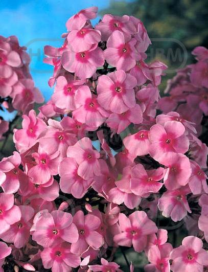 Paniculata Laura