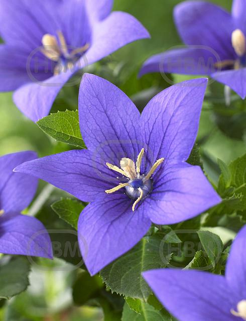 Platycodon Blue
