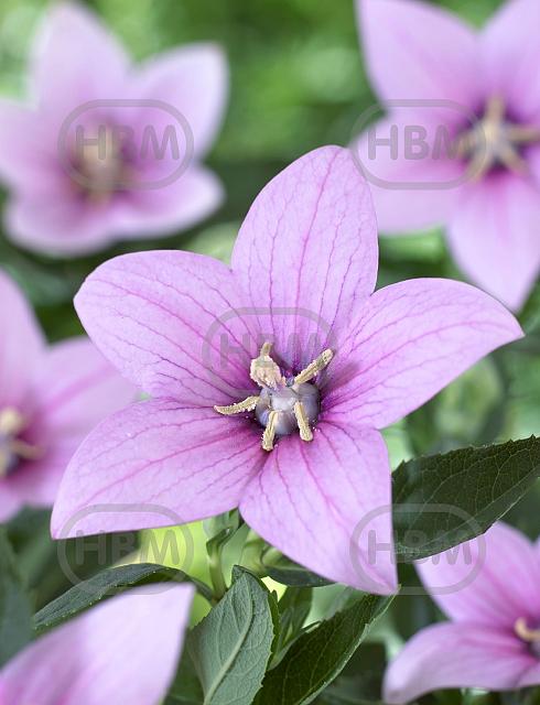 Platycodon Pink