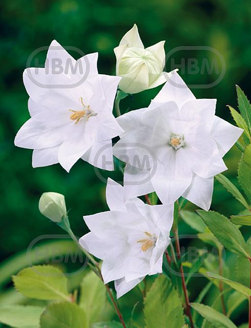 Platycodon White
