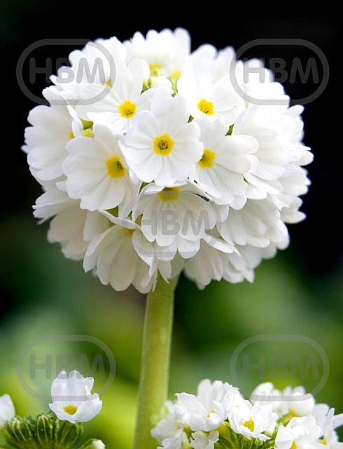 Denticulata Alba