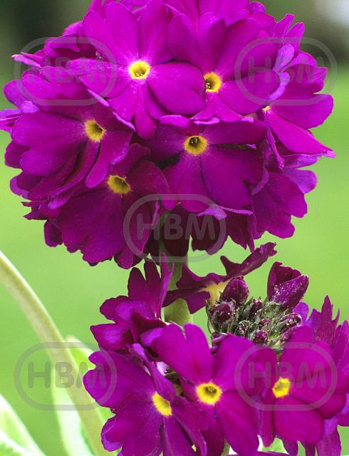 Denticulata Rubin