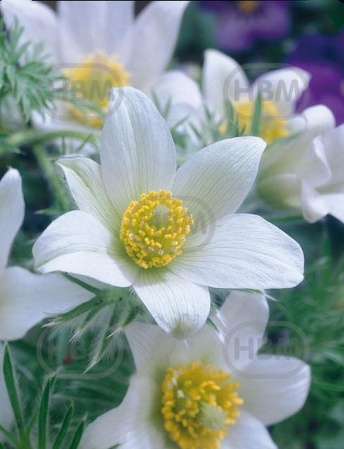 Vulgaris Alba
