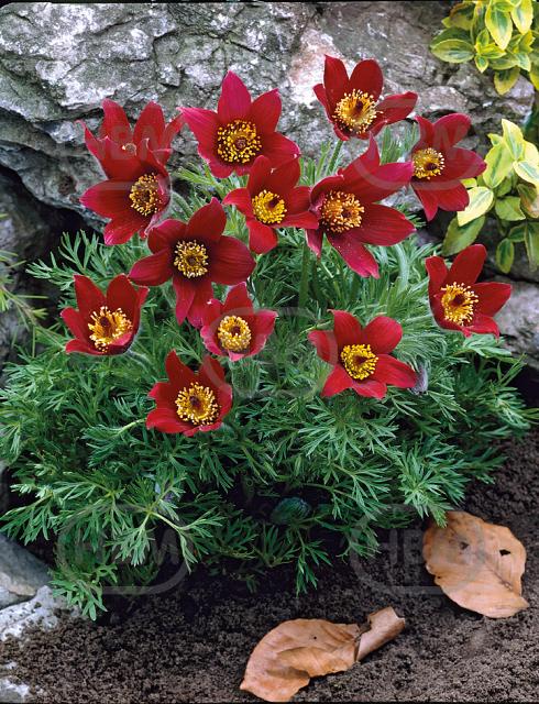 Vulgaris Red