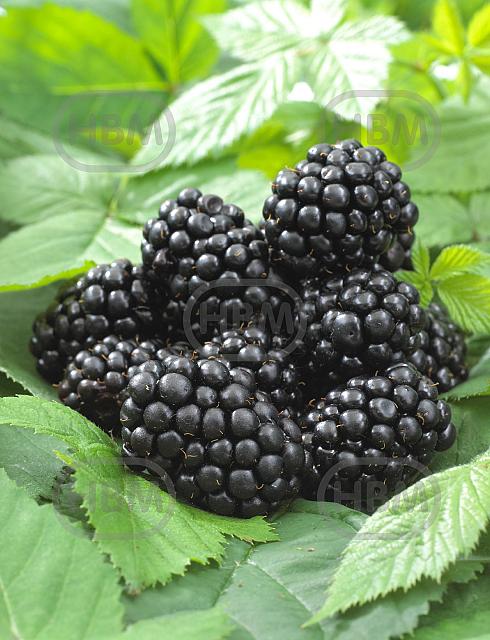 Fruticosus Black Satin