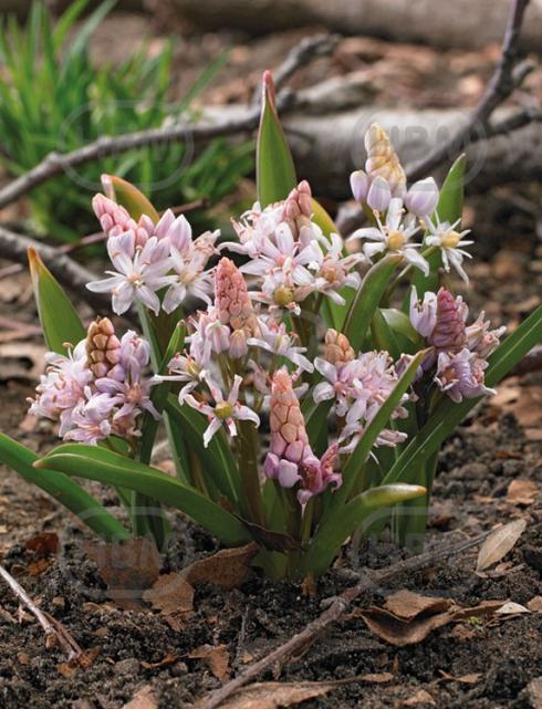 Bifolia Rosea