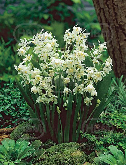 Siberica Alba