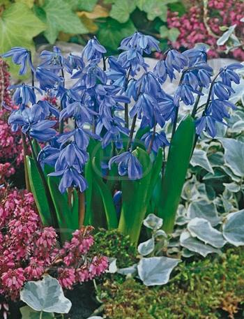 Siberica Spring Beauty