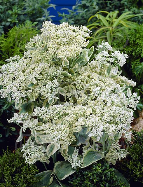 Hybrid Frosty Morn