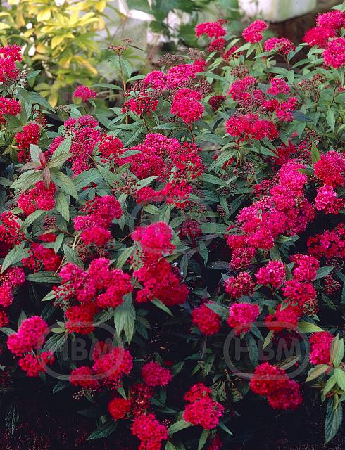 Japonica Anthony Waterer