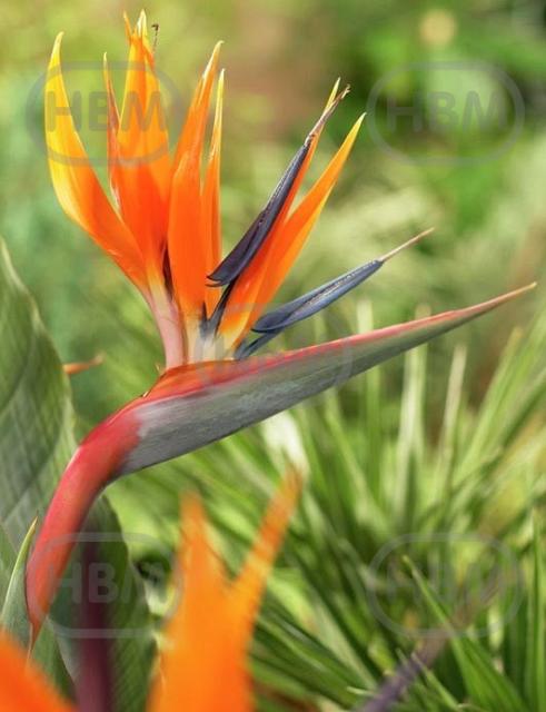 Strelitzia