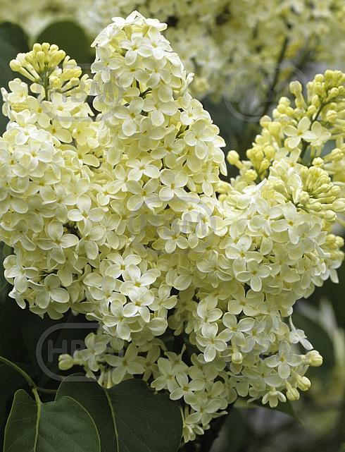 Vulgaris Primrose