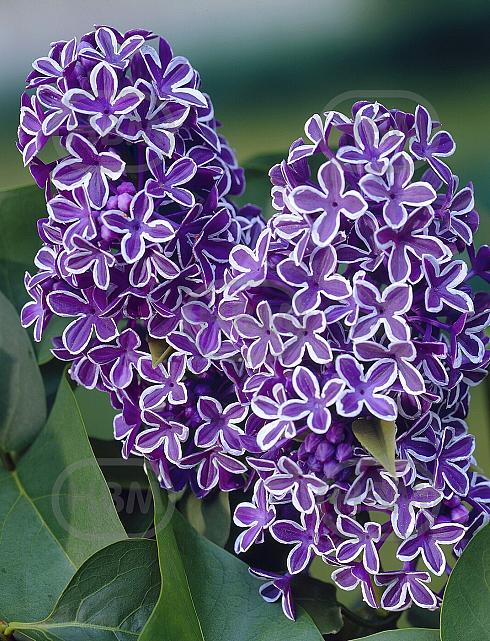 Vulgaris Sensation
