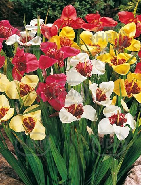 pavonia Mix