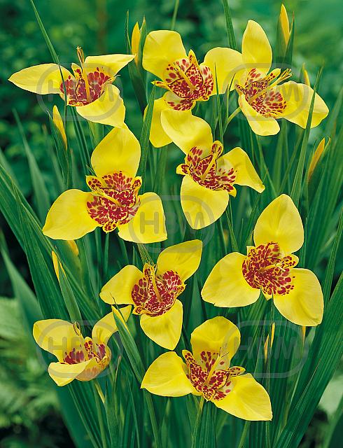 pavonia  Aurea