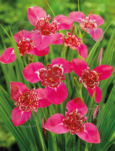 pavonia Lilacea