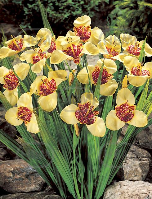 pavonia Creme