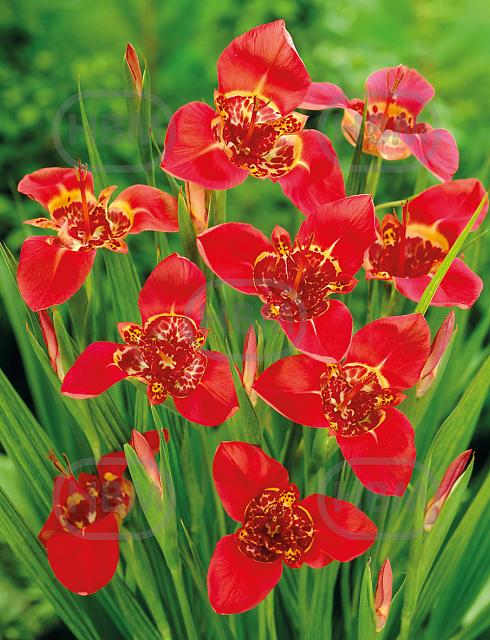 Speciosa  Red