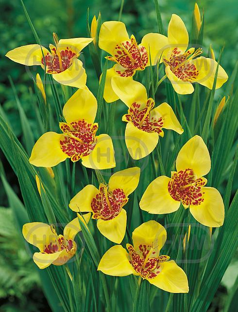 pavonia Aurea Yellow