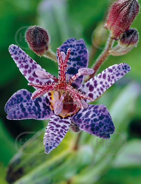 Purple Spotted