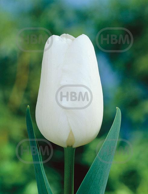 Single Early White Prince