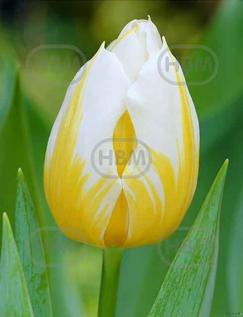 Single Early Flaming Coquette