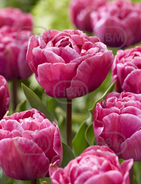 Double Early Rosy Diamond®