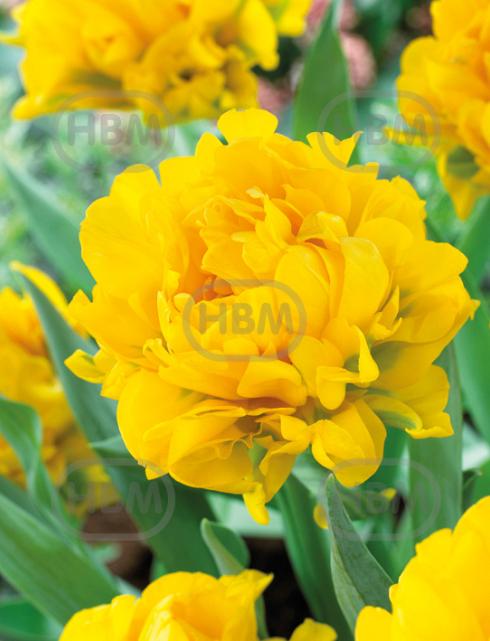 Double Early Monte Peony®