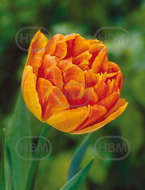 Double Early Monte Orange