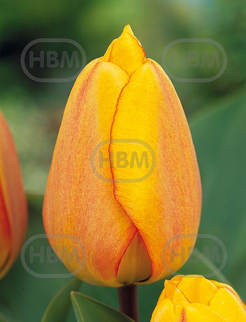 Darwin-Hybrid Blushing Apeldoorn