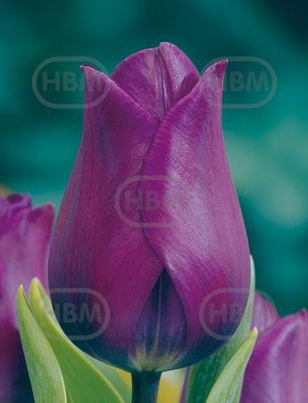 Triumph Purple Rain